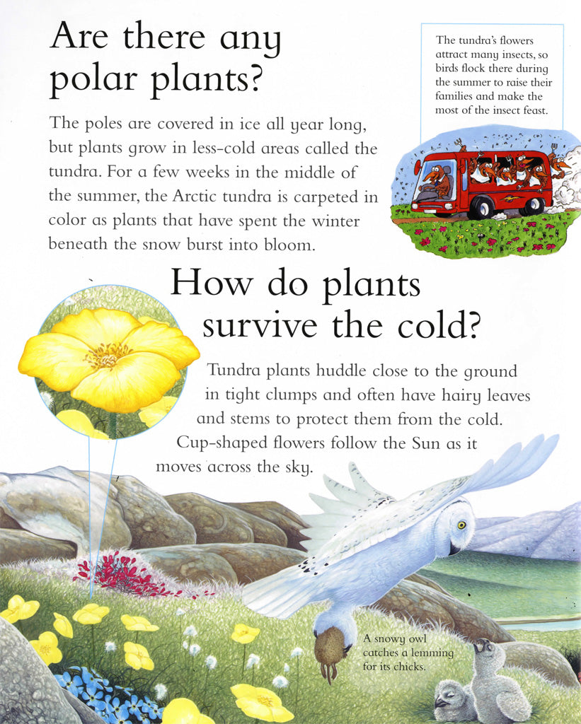 I Wonder Why: Penguins Can't Fly and other questions about polar lands
