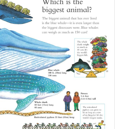 I Wonder Why: Camels Have Humps and other questions about animals