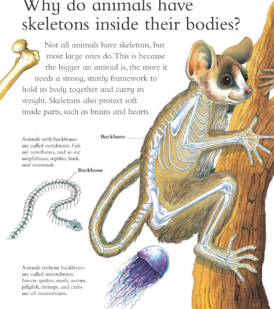 I Wonder Why: Camels Have Humps and other questions about animals