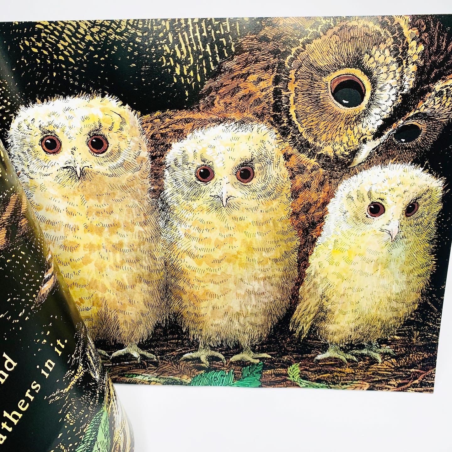 Owl Babies: Book & DVD