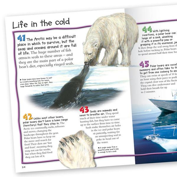 100 Facts Bears