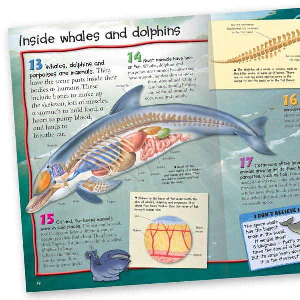 100 Facts Whales and Dolphins