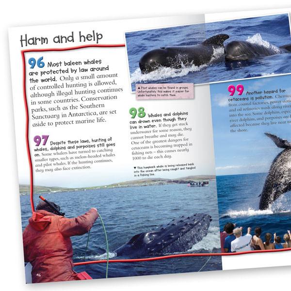 100 Facts Whales and Dolphins
