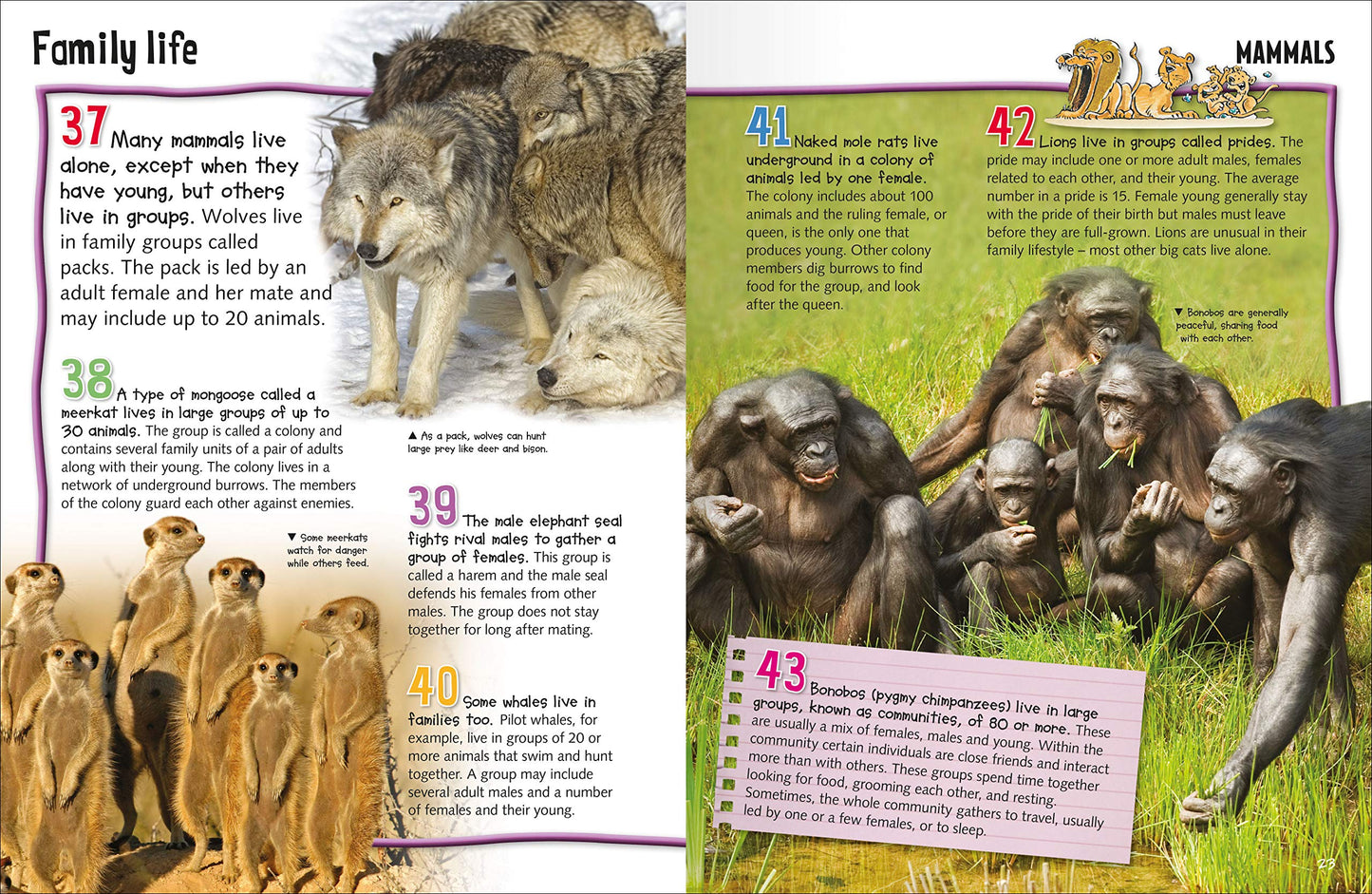 Wild About : Animals