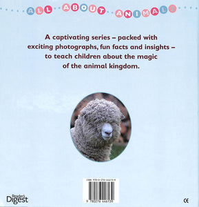 All About Animals : Sheep