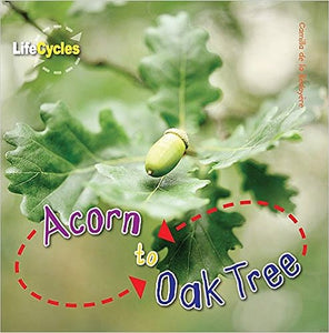 Acorn to Oak Tree  (LifeCycles)