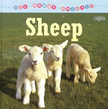 Load image into Gallery viewer, All About Animals : Sheep