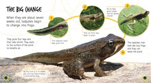 Load image into Gallery viewer, Lifecycles: From Tadpole to Frog