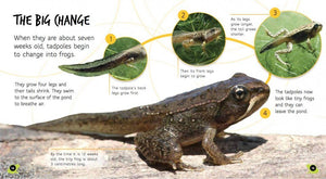 Lifecycles: From Tadpole to Frog