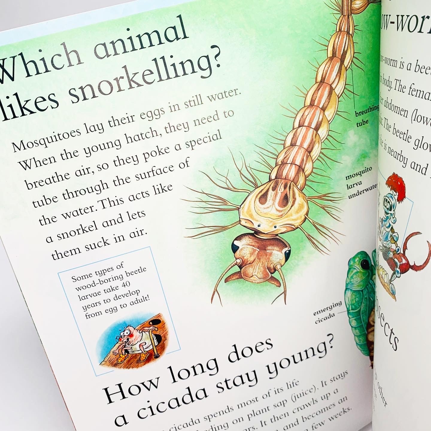 I Wonder Why: Caterpillars Eat So Much and other questions about life cycles