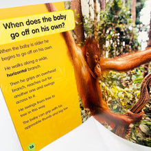 Load image into Gallery viewer, I Love Reading: Orang-utan Baby