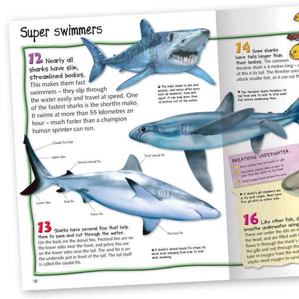 100 Facts Sharks