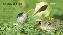 Load image into Gallery viewer, Lifecycles: From Tadpole to Frog